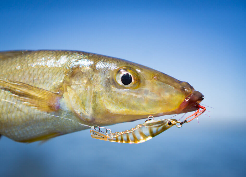 Scott's Species – yellowfin whiting, a flats fishing fascination