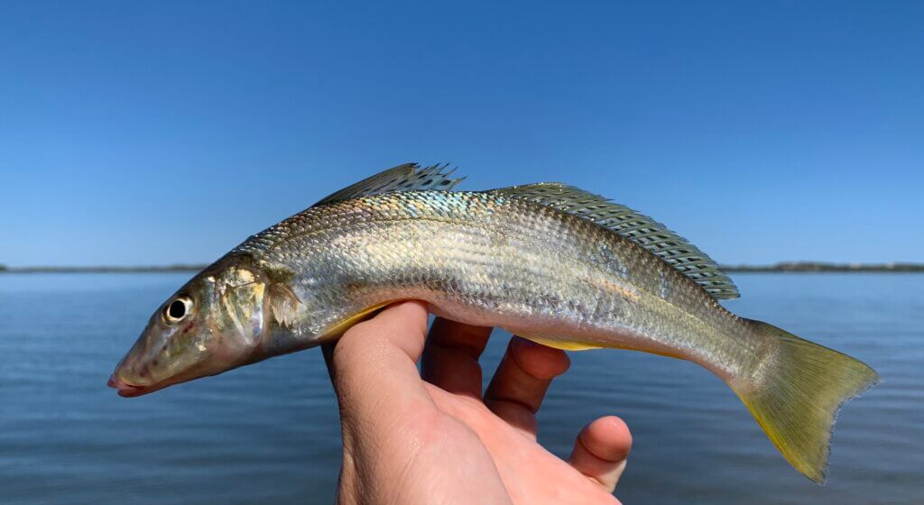 Scott's Species – yellowfin whiting, a flats fishing fascination –  Recfishwest