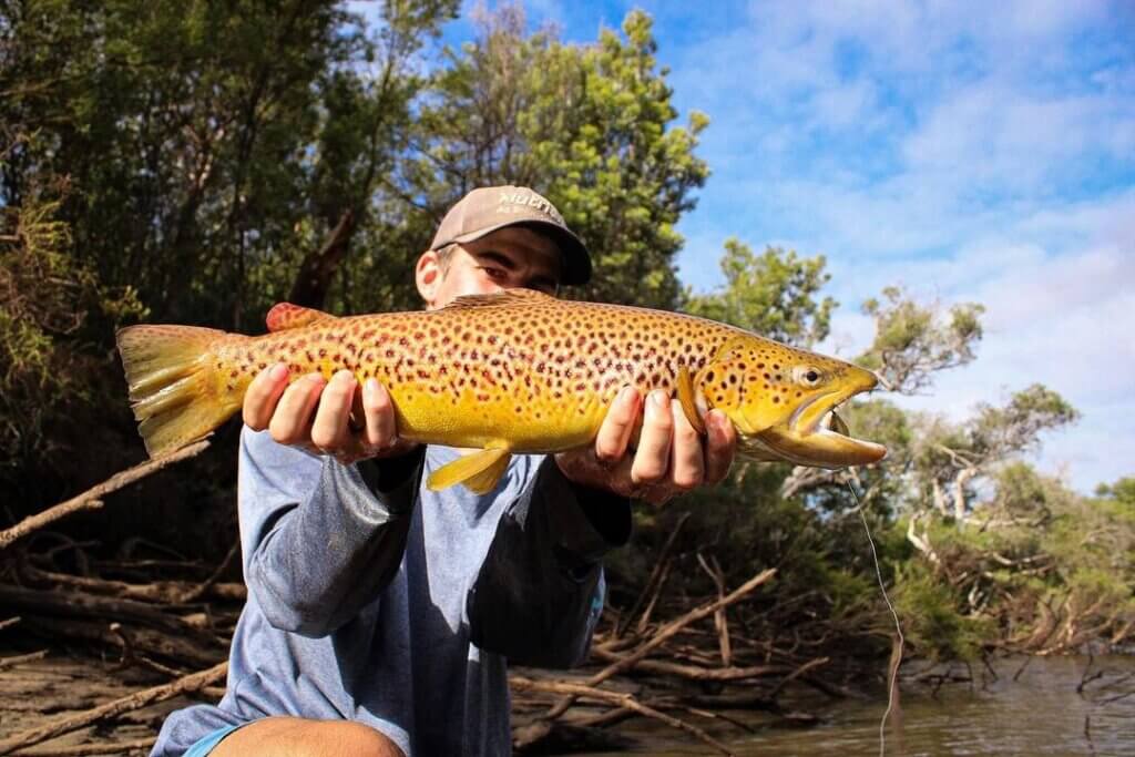 Scott's Species – brown trout, a memorable freshwater catch