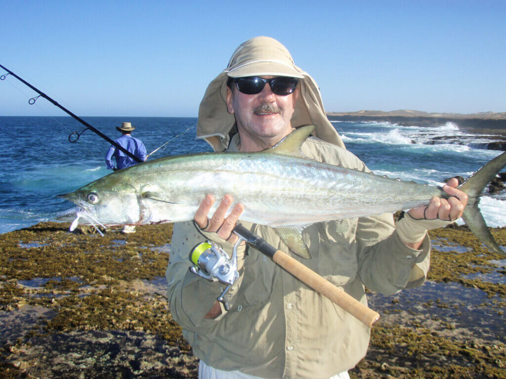 Scott's Species – grey mackerel, the lesser known brother of the