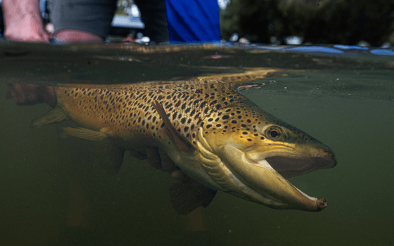 Trout & Fishing competition Set RedBass